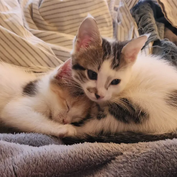 Gato ra a SRD-ViraLata idade 2 a 6 meses nome Luke e Léia