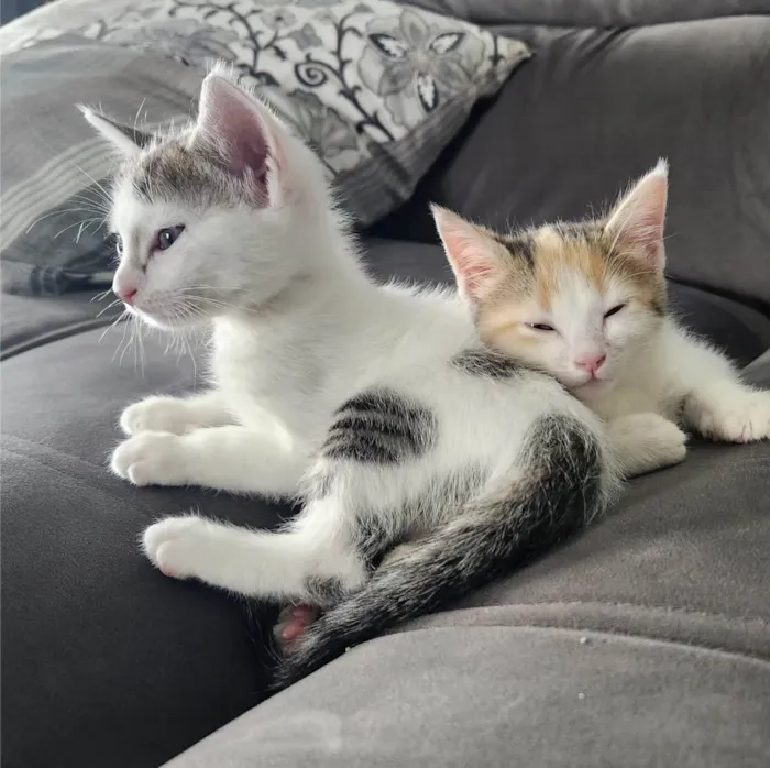 Gato ra a SRD-ViraLata idade 2 a 6 meses nome Luke e Léia