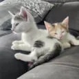 Luke e Léia