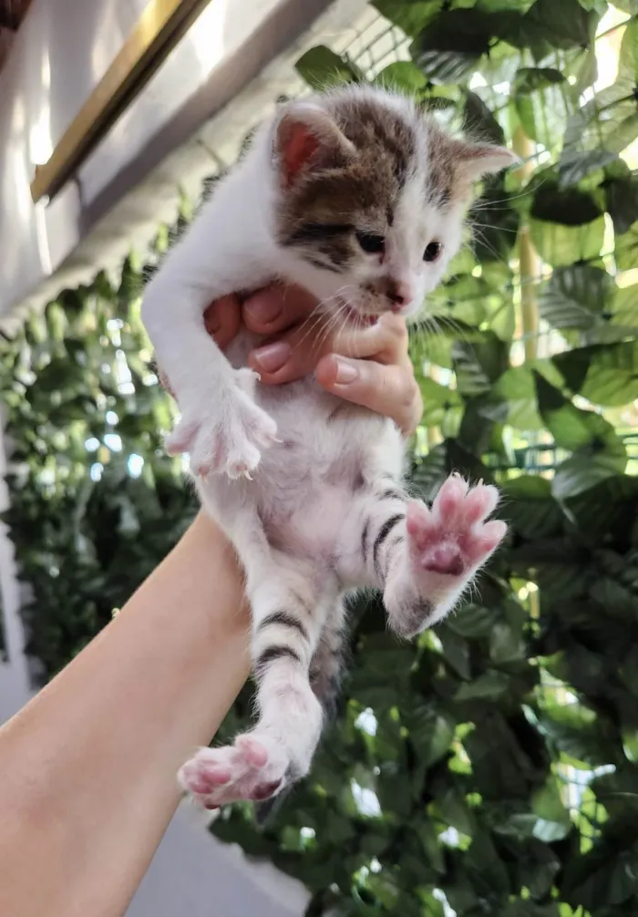 Gato ra a SRD-ViraLata idade 2 a 6 meses nome Luke e Léia