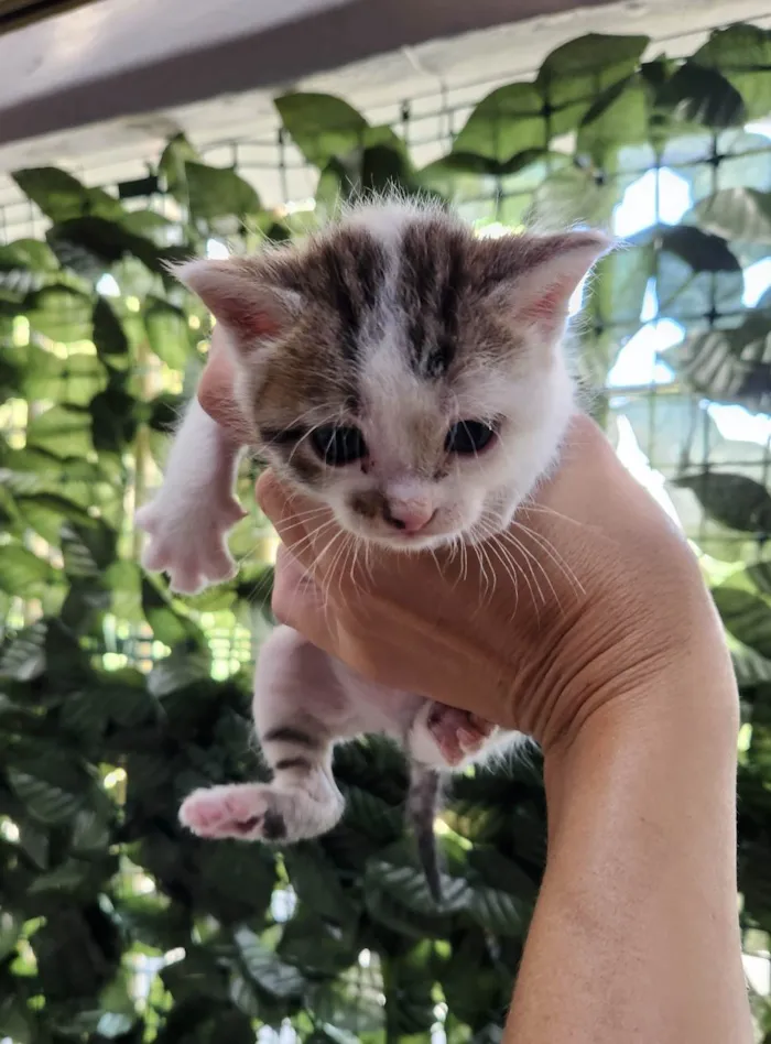 Gato ra a SRD-ViraLata idade 2 a 6 meses nome Luke e Léia