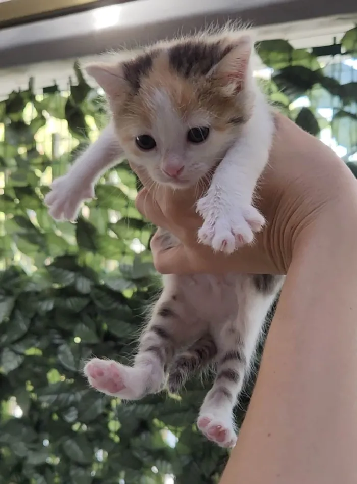 Gato ra a SRD-ViraLata idade 2 a 6 meses nome Luke e Léia