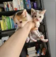 Luke e Léia