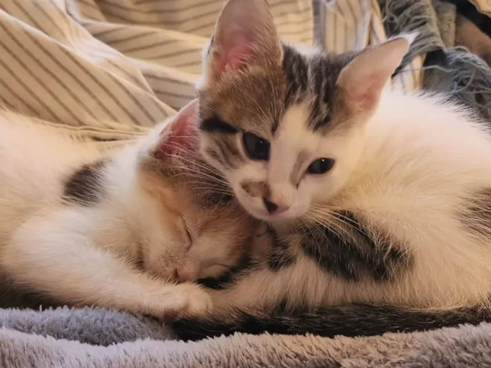 Gato ra a SRD-ViraLata idade 2 a 6 meses nome Luke e Léia