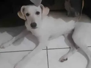 Cachorro raça SRD-ViraLata idade 1 ano nome Chocolate 