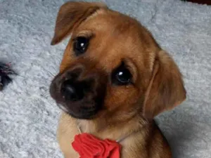 Cachorro raça Linda idade Abaixo de 2 meses nome Florzinha