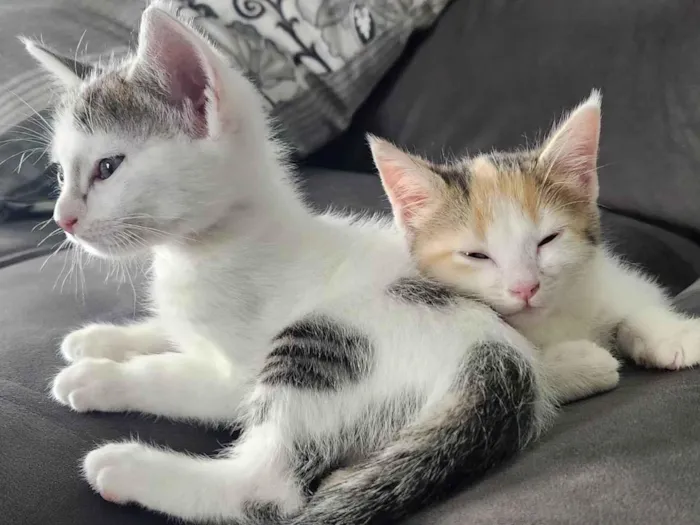 Gato ra a SRD-ViraLata idade 2 a 6 meses nome Luke e Léia