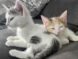 Luke e Léia