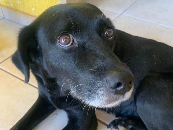 Cachorro ra a Não sei idade 6 ou mais anos nome Frida