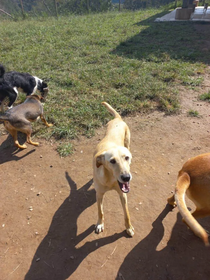 Cachorro ra a SRD idade 2 anos nome Romeu e Julietta