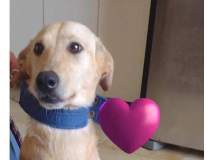 Cachorro ra a SRD idade 2 anos nome Romeu e Julietta