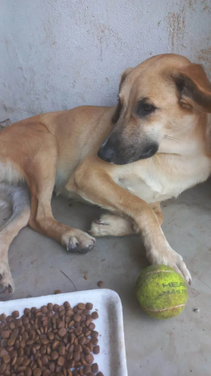 Cachorro ra a SRD idade 2 anos nome Romeu e Julietta