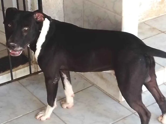 Cachorro ra a Pitbull com outra raca idade 7 a 11 meses nome Scooby 