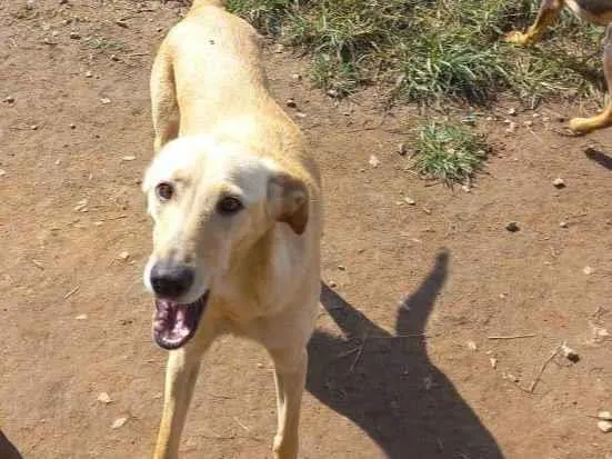 Cachorro ra a SRD idade 2 anos nome Romeu e Julietta