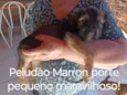 2 filhotes bem peludos e 3 pelo curto lindíssimos sendo 1 fêmea todos porte pequeno e já vermífugados 