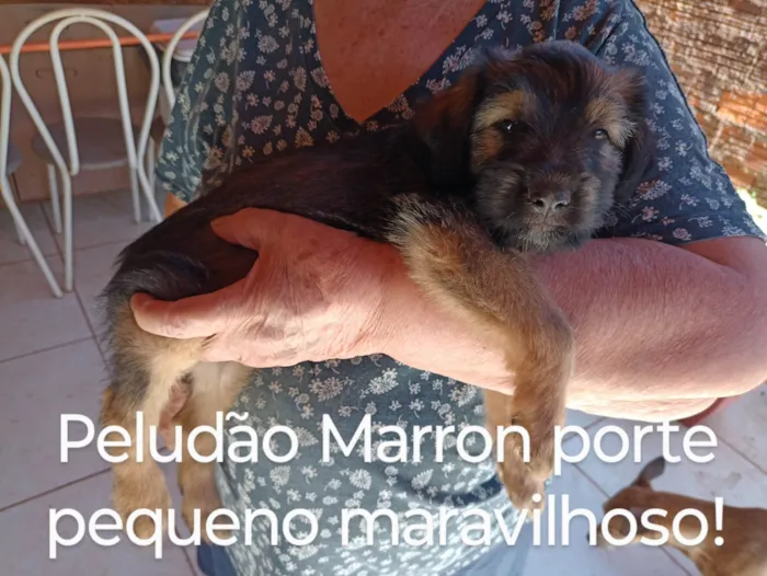 Cachorro raça Indefinido  idade Abaixo de 2 meses nome 2 filhotes bem peludos e 3 pelo curto lindíssimos sendo 1 fêmea todos porte pequeno e já vermífugados 