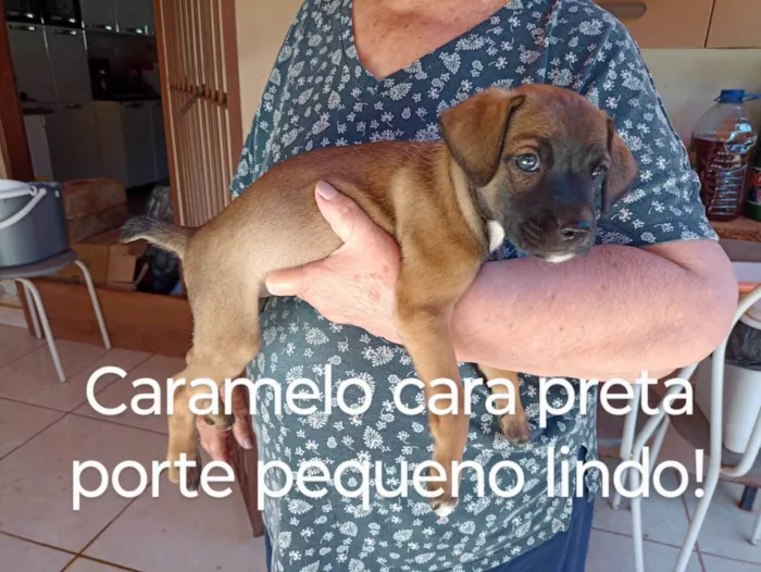 Cachorro raça Indefinido  idade Abaixo de 2 meses nome 2 filhotes bem peludos e 3 pelo curto lindíssimos sendo 1 fêmea todos porte pequeno e já vermífugados 