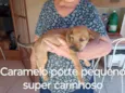 2 filhotes bem peludos e 3 pelo curto lindíssimos sendo 1 fêmea todos porte pequeno e já vermífugados 