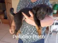 2 filhotes bem peludos e 3 pelo curto lindíssimos sendo 1 fêmea todos porte pequeno e já vermífugados 