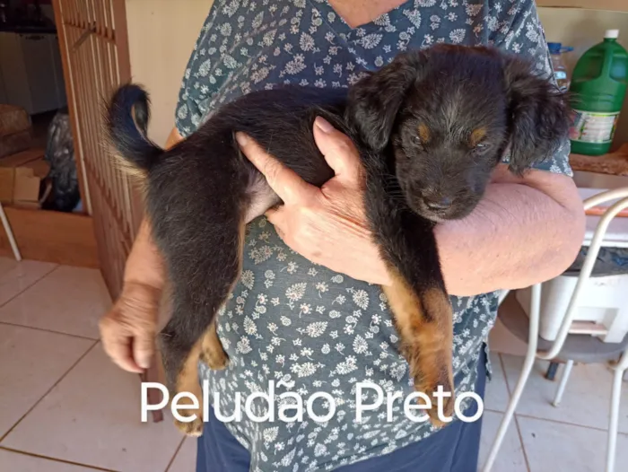 Cachorro raça Indefinido  idade Abaixo de 2 meses nome 2 filhotes bem peludos e 3 pelo curto lindíssimos sendo 1 fêmea todos porte pequeno e já vermífugados 