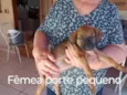 2 filhotes bem peludos e 3 pelo curto lindíssimos sendo 1 fêmea todos porte pequeno e já vermífugados 