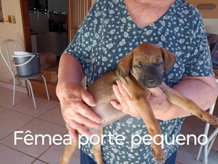Cachorro raça Indefinido  idade Abaixo de 2 meses nome 2 filhotes bem peludos e 3 pelo curto lindíssimos sendo 1 fêmea todos porte pequeno e já vermífugados 