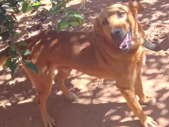 Cachorro ra a SRD-ViraLata idade 1 ano nome Sccoby