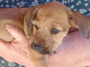 Cachorro raça Indefinido  idade Abaixo de 2 meses nome 2 filhotes bem peludos e 3 pelo curto lindíssimos sendo 1 fêmea todos porte pequeno e já vermífugados 