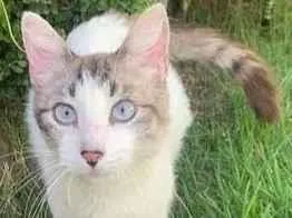Gato raça SRD-ViraLata idade 7 a 11 meses nome MIRELLA