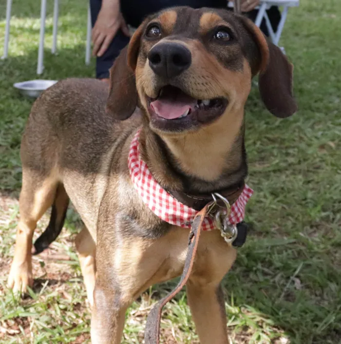 Cachorro ra a SRD-ViraLata idade  nome Chiquinha