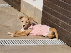Cachorro raça SRD-ViraLata idade 2 a 6 meses nome Sol - Bebê fêmea 