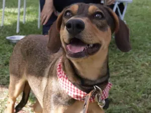 Cachorro raça SRD-ViraLata idade  nome Chiquinha