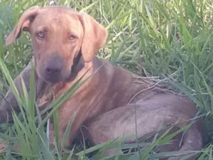Cachorro raça Pitbull com vira lata idade 1 ano nome Freeza