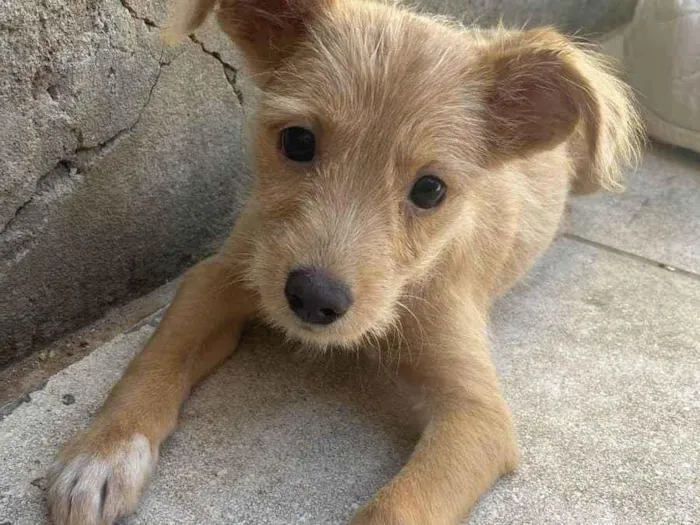 Cachorro raça SRD-ViraLata idade 2 a 6 meses nome Sol - Bebê fêmea 