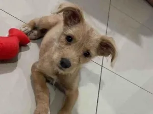 Cachorro raça SRD-ViraLata idade 2 a 6 meses nome Sol - Bebê fêmea 