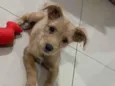 Cachorro raça SRD-ViraLata idade 2 a 6 meses nome Sol - Bebê fêmea 