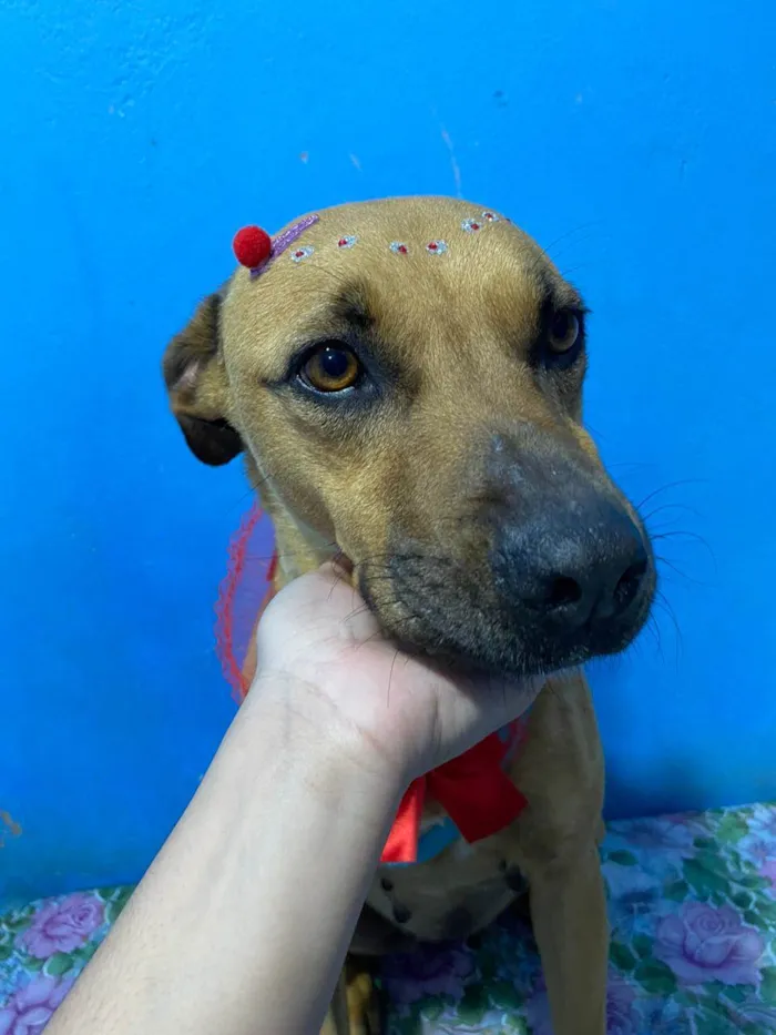 Cachorro ra a SRD-ViraLata idade 4 anos nome Amora