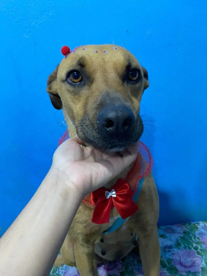 Cachorro ra a SRD-ViraLata idade 4 anos nome Amora