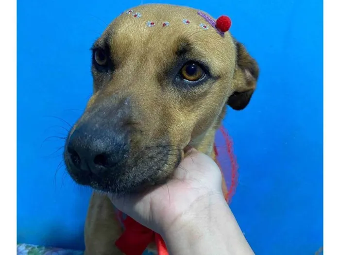 Cachorro ra a SRD-ViraLata idade 4 anos nome Amora