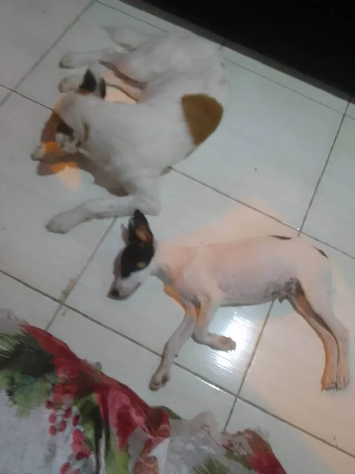 Cachorro raça SRD-ViraLata idade 2 a 6 meses nome Maylon