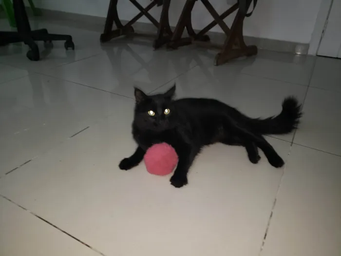 Gato ra a Vira lata  idade 4 anos nome Blag