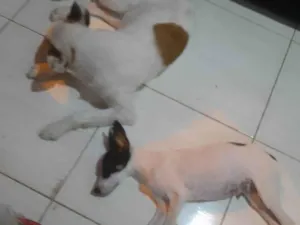 Cachorro raça SRD-ViraLata idade 2 a 6 meses nome Maylon