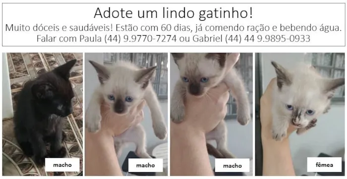 Gato ra a SRD-ViraLata idade 2 a 6 meses nome Filhotes