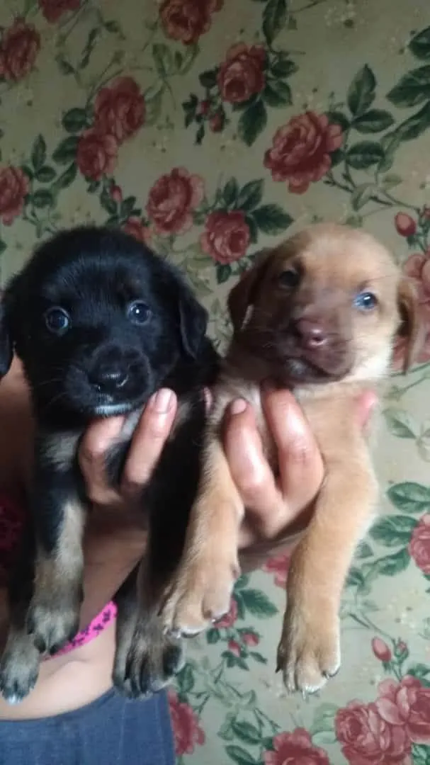 Cachorro ra a SEM RAÇA DEFINIDA  idade Abaixo de 2 meses nome Doguinhos 