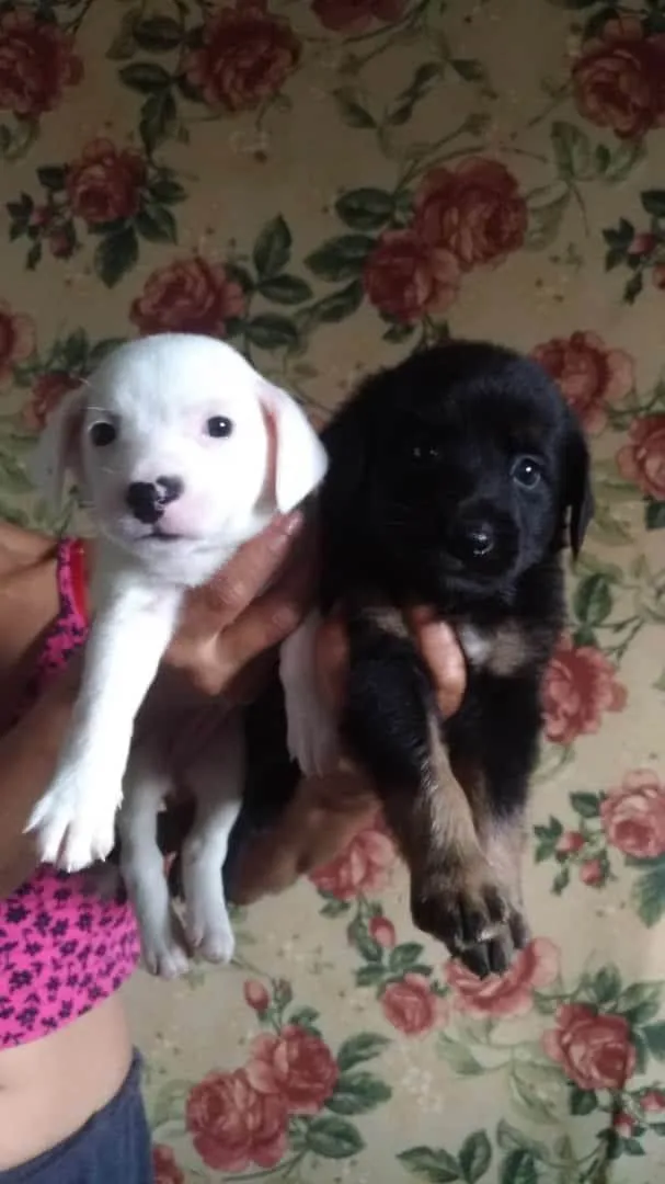 Cachorro ra a SEM RAÇA DEFINIDA  idade Abaixo de 2 meses nome Doguinhos 