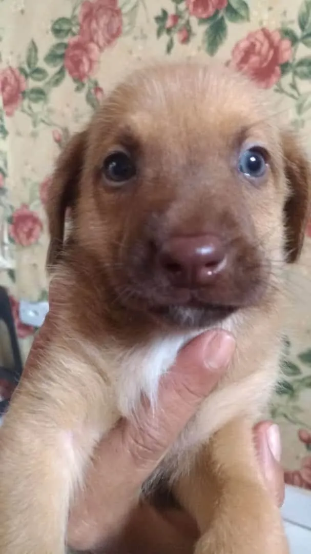 Cachorro ra a SEM RAÇA DEFINIDA  idade Abaixo de 2 meses nome Doguinhos 