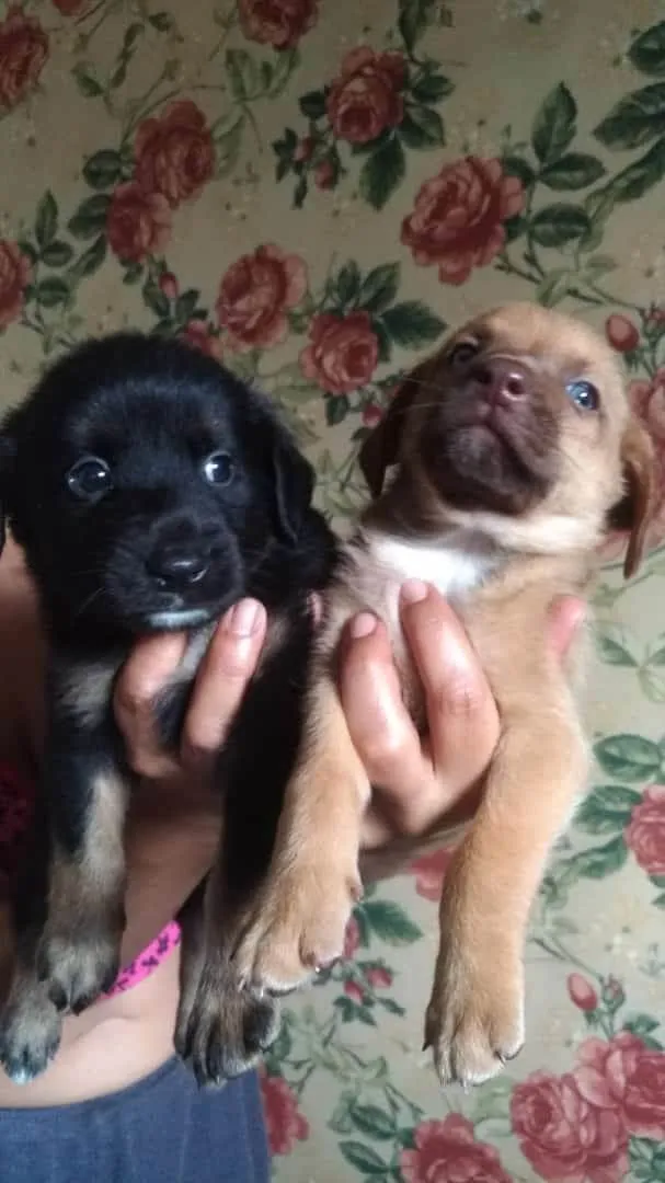 Cachorro ra a SEM RAÇA DEFINIDA  idade Abaixo de 2 meses nome Doguinhos 