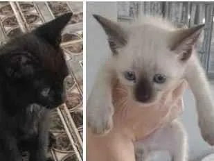 Gato ra a SRD-ViraLata idade 2 a 6 meses nome Filhotes