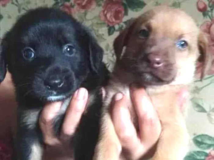 Cachorro ra a SEM RAÇA DEFINIDA  idade Abaixo de 2 meses nome Doguinhos 