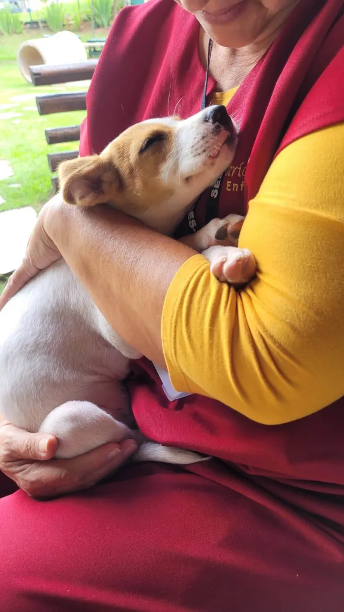 Cachorro ra a Srd idade 2 a 6 meses nome Tuca
